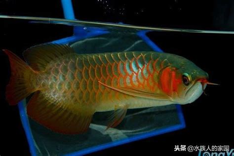 辣椒紅龍魚